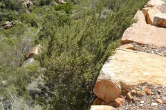 Cliffortia ruscifolia