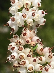 Erica scabriuscula