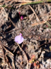 Utricularia lateriflora