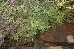Gleichenia polypodioides