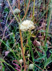 Cephalaria uralensis