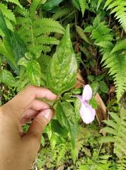 Dicliptera tinctoria