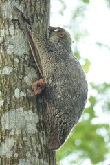 Galeopterus variegatus