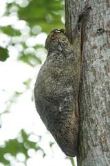Galeopterus variegatus
