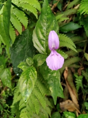 Dicliptera tinctoria