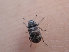 Zygaenodini