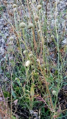 Cephalaria uralensis