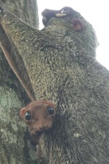 Galeopterus variegatus