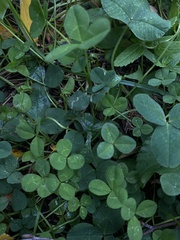 Trifolium repens