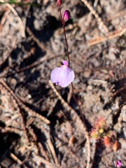 Utricularia lateriflora
