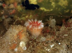 Caryophyllia smithii