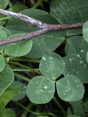 Trifolium repens