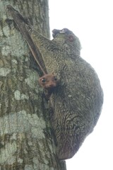 Galeopterus variegatus