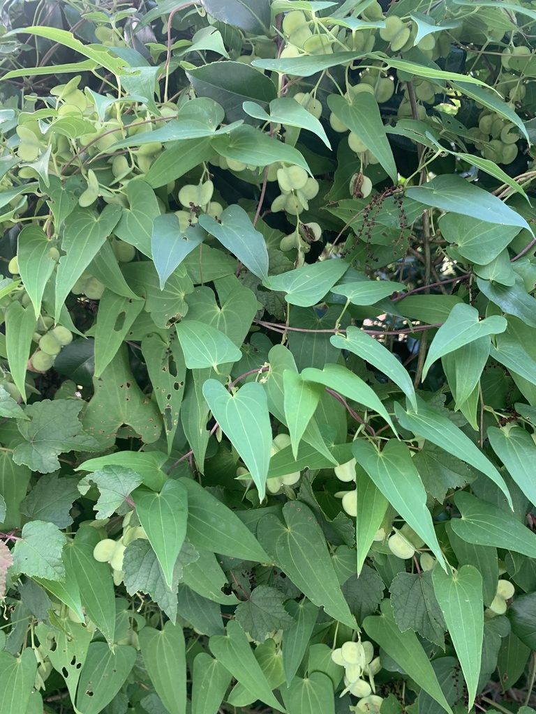 Dioscorea japonica from ふじのくに地球環境史ミュージアム, 静岡市駿河区, 静岡県, JP on September ...