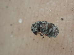 Zygaenodini