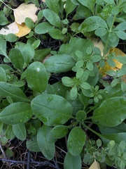 Myosotis sparsiflora