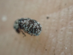 Zygaenodini