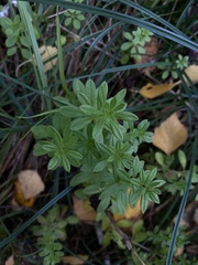 Galium