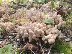 Coprinellus disseminatus