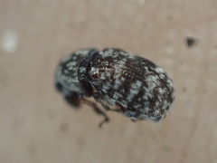 Zygaenodini