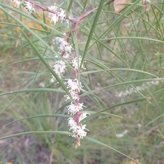 Hakea ulicina