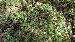 Pyrola rotundifolia