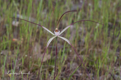 Caladenia polychroma