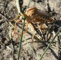 Diogmites angustipennis