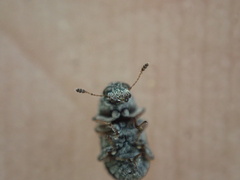 Zygaenodini