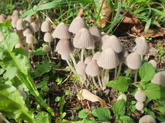 Coprinellus disseminatus