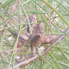Hakea ulicina