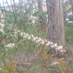 Hakea ulicina