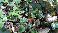 Pyrola rotundifolia