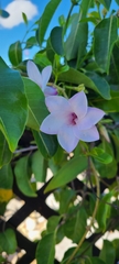 Cryptostegia