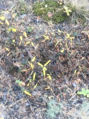 Rhododendron dauricum