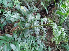 Angiopteris lygodiifolia