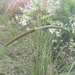 Xanthorrhoea minor lutea