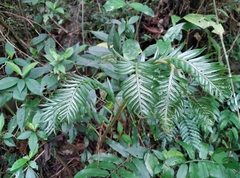 Angiopteris lygodiifolia