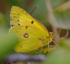 Colias philodice