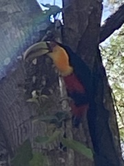 Ramphastos dicolorus