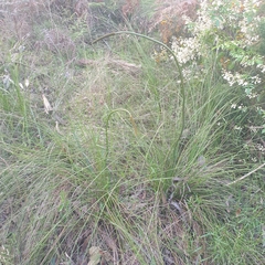 Xanthorrhoea minor lutea
