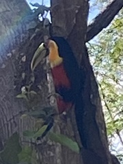 Ramphastos dicolorus