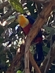 Ramphastos dicolorus