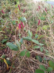 Bistorta amplexicaulis