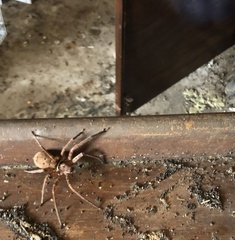 Heteropoda jugulans
