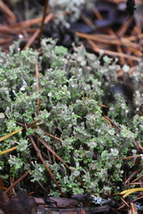 Cladonia gracilis