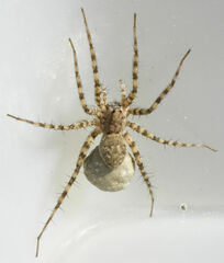Pardosa mercurialis