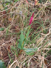 Bistorta amplexicaulis
