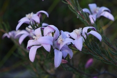 Philotheca reichenbachii