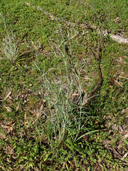 Senecio quadridentatus